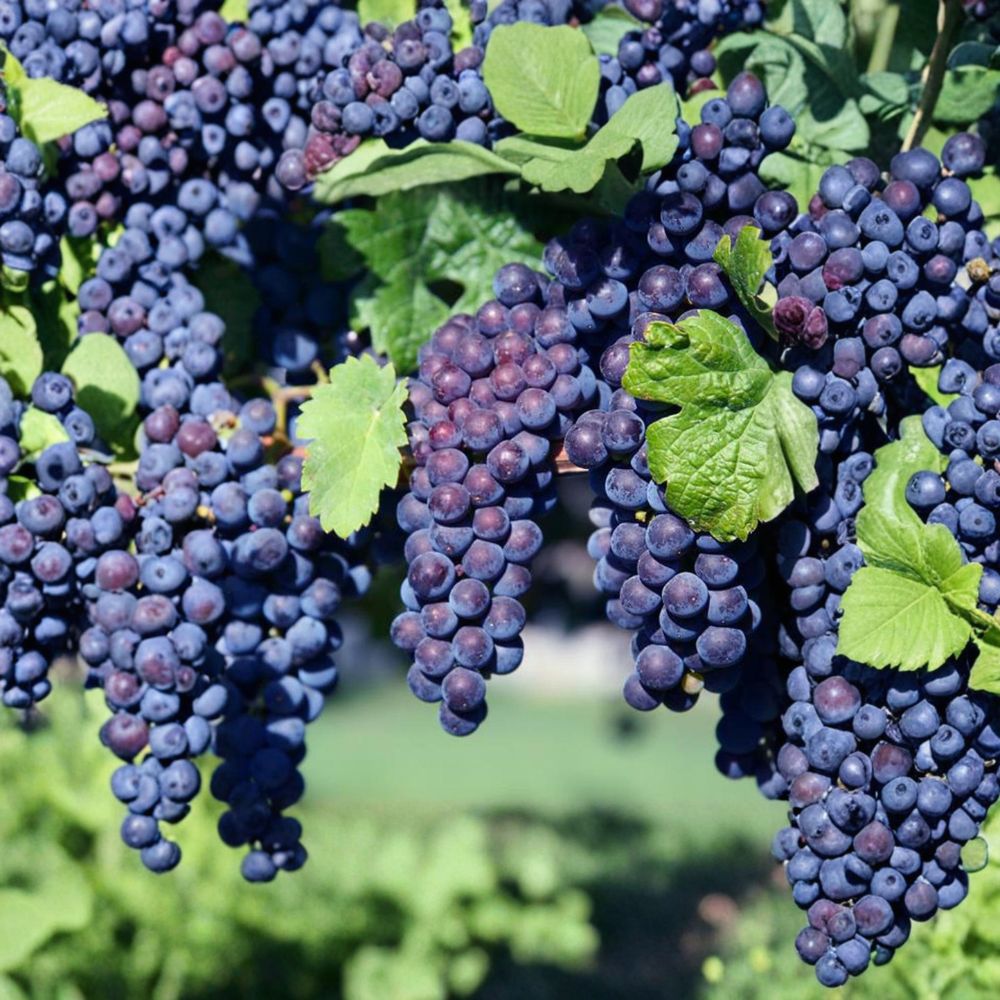 5 Glenora Seedless Table Grape Cuttings – Vitis labrusca Live Propagation Cuttings | US Seller