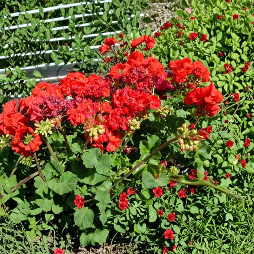Bright Red Geranium Cuttings – 6 Fresh 6 Inch Pelargonium Live Plants for Patio & Containers