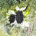 Japanese Fujiminori Giant Table Grape Plant – Vitis vinifera Live Vine in Nursery Pot