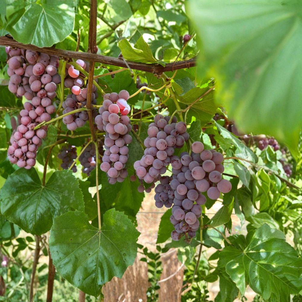 Delaware Seeded Grape Plant – Vitis labrusca Live Vine in Nursery Pot | Early Ripening Red Table Grape