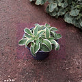 Funny Mouse Hosta - Live Bare Root Mini Hosta | Blue Green Variegated Shade Perennial
