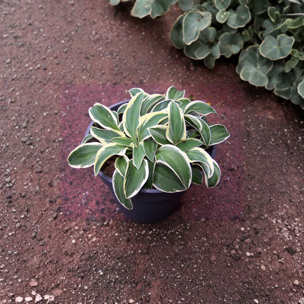 Funny Mouse Hosta - Live Bare Root Mini Hosta | Blue Green Variegated Shade Perennial
