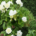Americana White Geranium Cuttings – 5 Unrooted Pelargonium Zonal Cuttings with White Blooms
