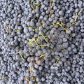 Concord Grape Vine – Live Rooted Purple Blue Grape Plant for Zones 5–9
