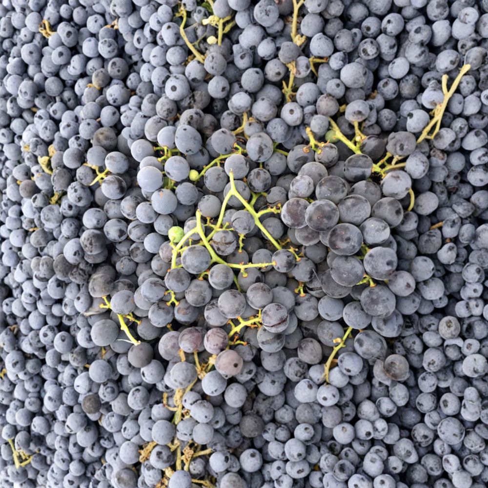 Concord Grape Vine – Live Rooted Purple Blue Grape Plant for Zones 5–9