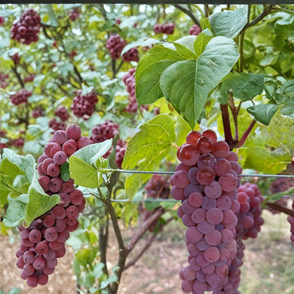 5 Canadice Seedless Grape Cuttings – Vitis labrusca Live Propagation Cuttings | Sweet Red Seedless Grape Variety
