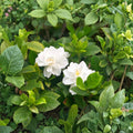 White Gardenia Jasminoides Live Plant | Fragrant Cape Jasmine Shrub in Nursery Pot