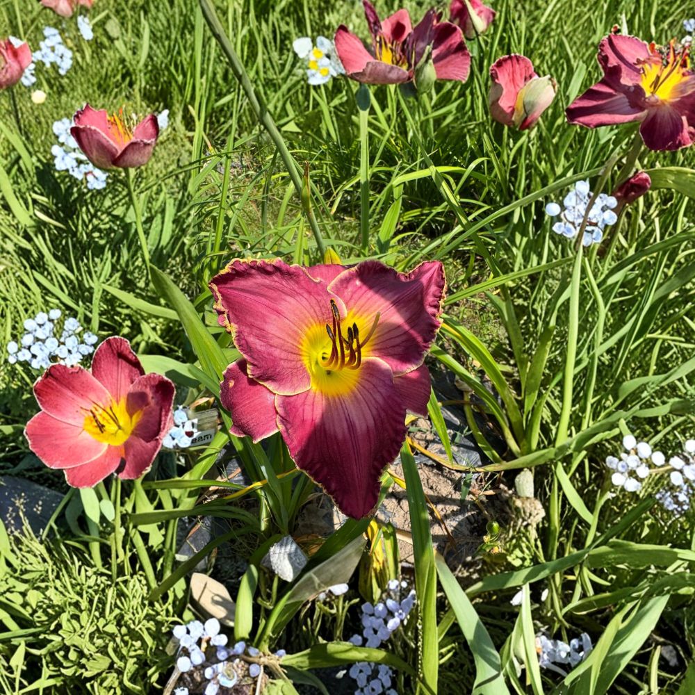 Exquisitely Subversive Daylily - 3 Bare Root Plants | Hardy Hemerocallis Perennial