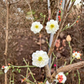 Yudie Ume Tree – Prunus mume Live Flowering Apricot with White Double Petal Blossoms