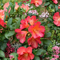 Rhododendron ‘Golden Gate’ Live Evergreen Shrub | Orange & Red Blooms | Compact Hardy Landscape Plant