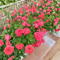 Red Orange Geranium Cuttings – 5 Fresh 6 Inch Pelargonium Live Plants