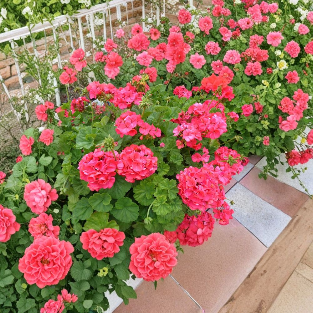Red Orange Geranium Cuttings – 5 Fresh 6 Inch Pelargonium Live Plants