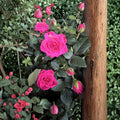 Dark Pink Miniature Live Plant – Compact 4–8 Inch Starter Plant for Indoor & Outdoor Gardens