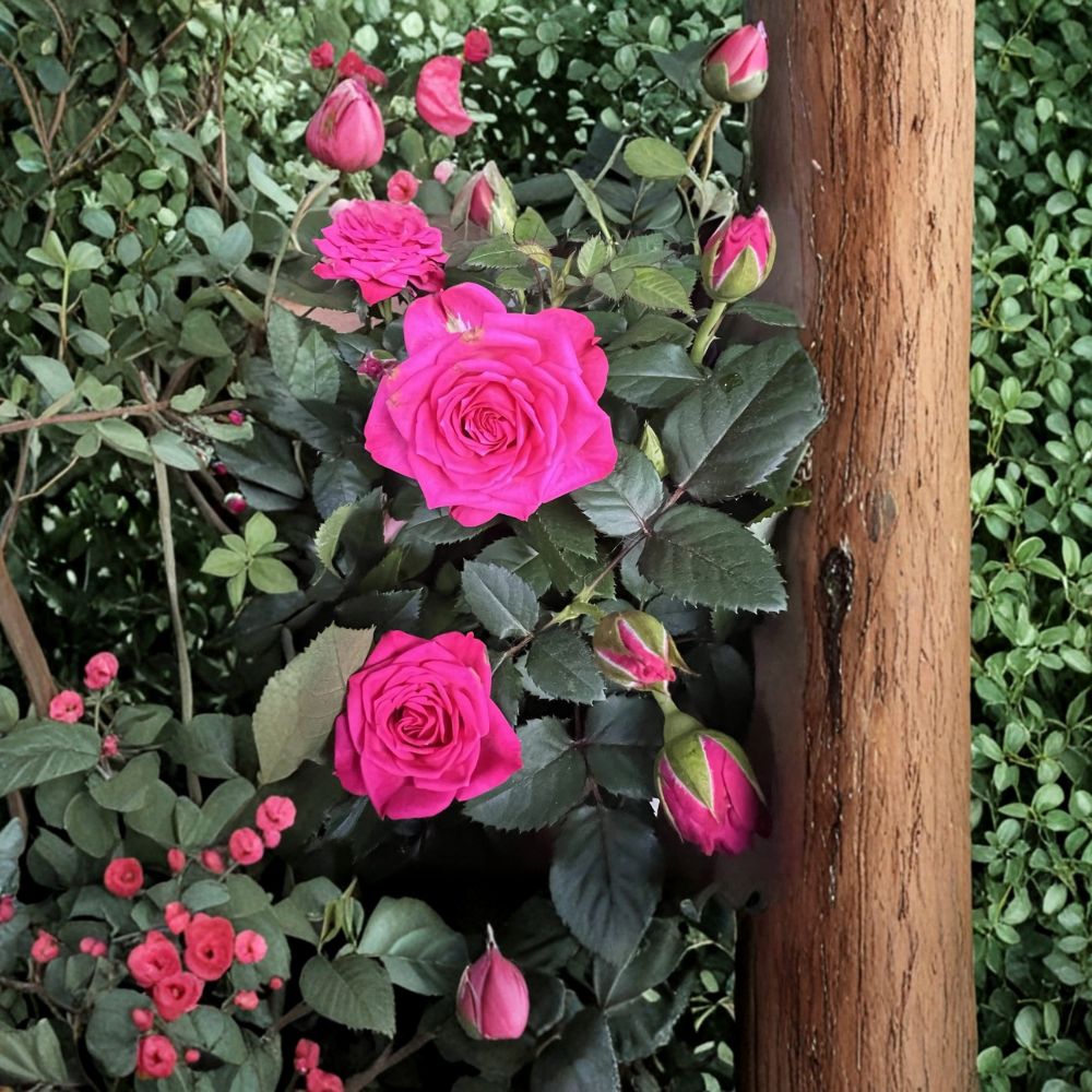 Dark Pink Miniature Live Plant – Compact 4–8 Inch Starter Plant for Indoor & Outdoor Gardens