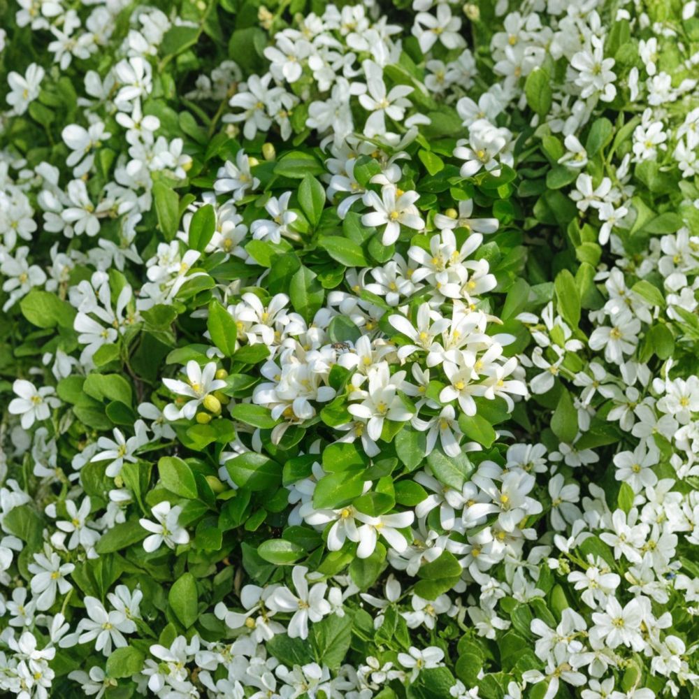 Orange Jasmine Tree – Murraya paniculata Live Plant | 2–3 Ft Air Layered | Fragrant White Blooms