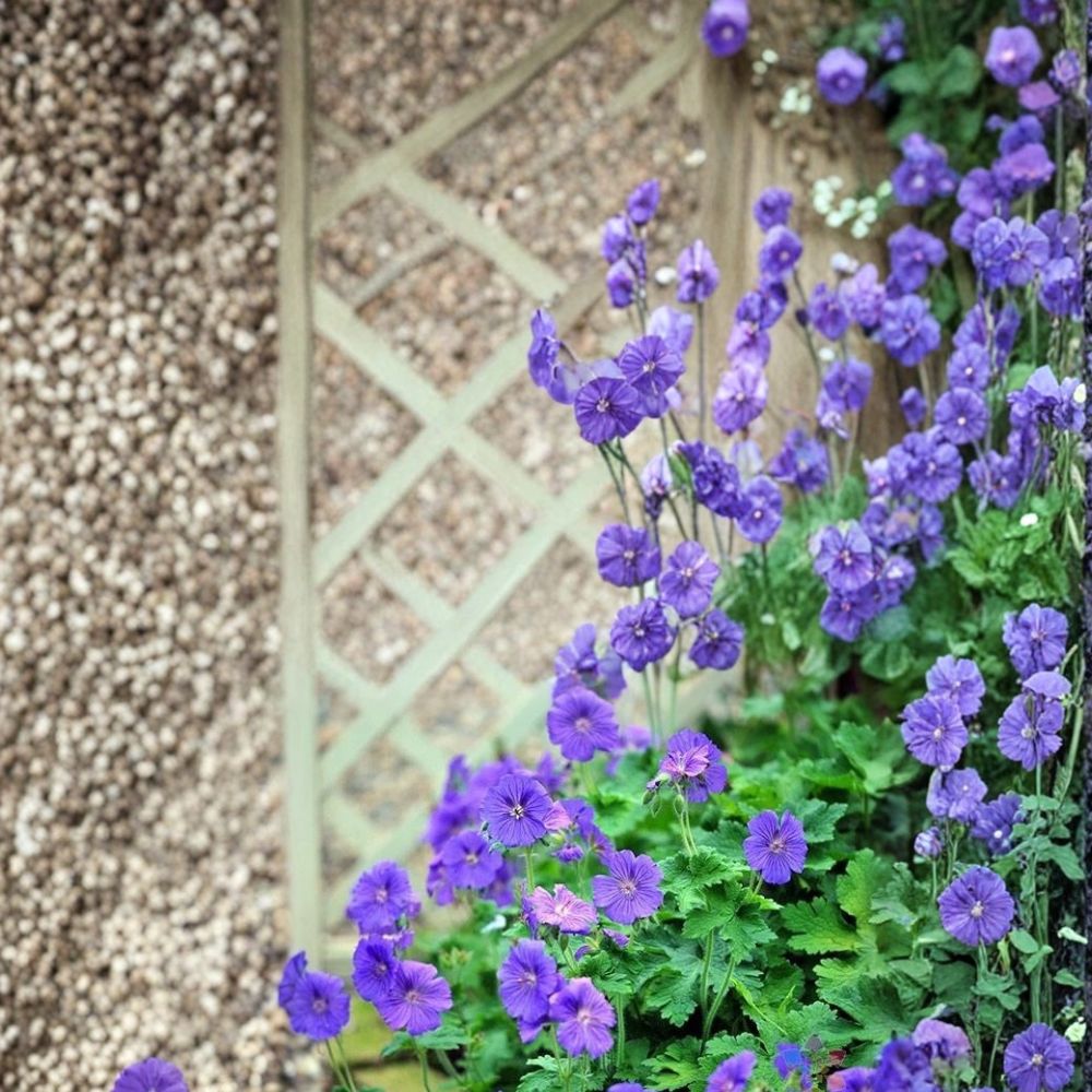 Johnson’s Blue Geranium Seeds – Hardy Cranesbill Perennial with Blue Purple Blooms