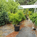 Tschi Tschi Ginkgo Tree – Rare Male Ginkgo biloba with Unique Bark & Golden Fall Color