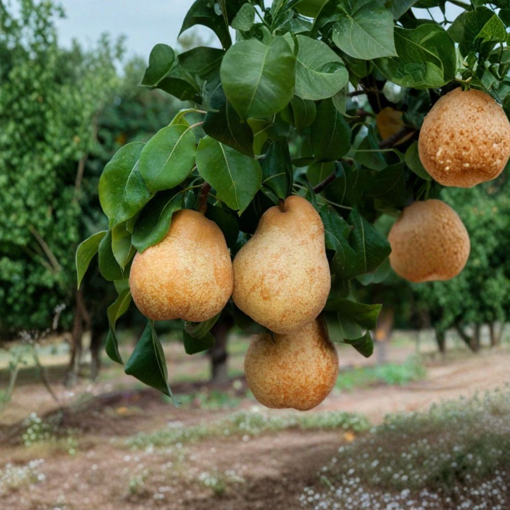 Blake's Pride European Pear Tree – Fire Blight Resistant Bare Root Pyrus communis for Backyard Orchards