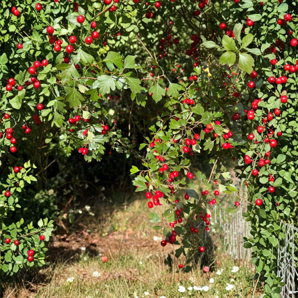 Wild Hawthorn Tree – Crataegus Live Plant with Nursery Pot | Hardy Wildlife Friendly Chinese Hawthorn Rootstock
