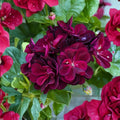 Dark Burgundy Ivy Geranium Seeds – Trailing Pelargonium for Hanging Baskets | 25+ Seeds