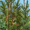 Thuja plicata Western Red Cedar Live Evergreen Tree | #1 Container | Fast Growing Privacy Hedge