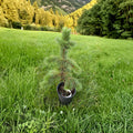 Bristlecone Pine Live Evergreen Conifer 12 Inch Tall 1 Gallon Pot Pinus aristata