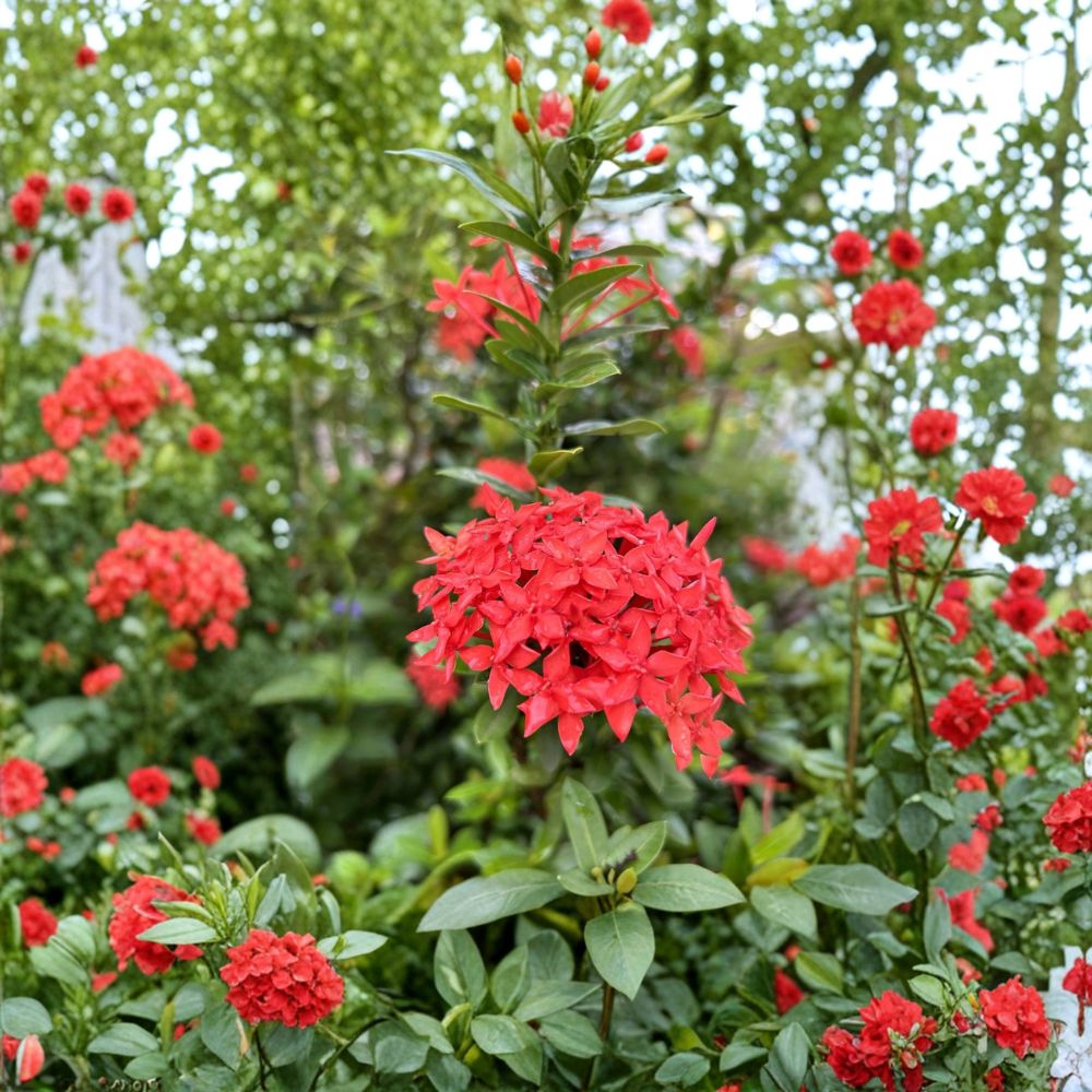 Red Ixora Seeds – Ixora coccinea | 5 Seeds | Jungle Geranium Tropical Shrub