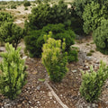 Cephalotaxus harringtonia ‘Korean Gold’ – Golden Plum Yew Evergreen Shrub in 6" Container