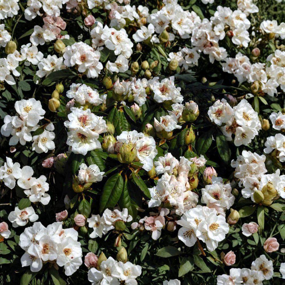 Rhododendron ‘Harvest Moon’ Evergreen Shrub | White Flowers with Red Blotch | Hardy #2 Container Plant