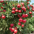 Cold Hardy Soft Seed Pomegranate Tree – Punica granatum Live Plant with Sweet Red Fruit