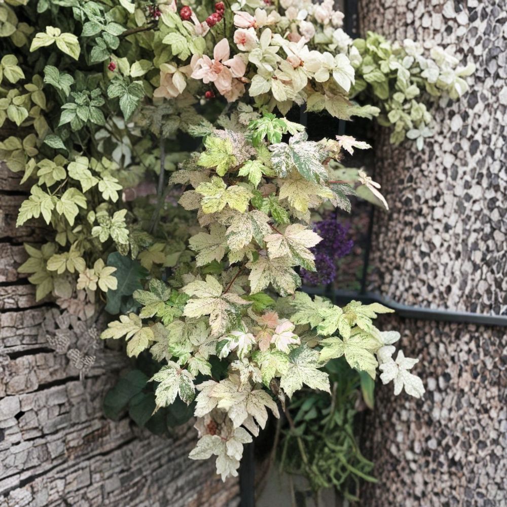 Esk Sunset Maple - Acer pseudoplatanus ‘Esk Sunset’ | Rare Variegated Sycamore Maple Tree | 30-40 Inches Tall