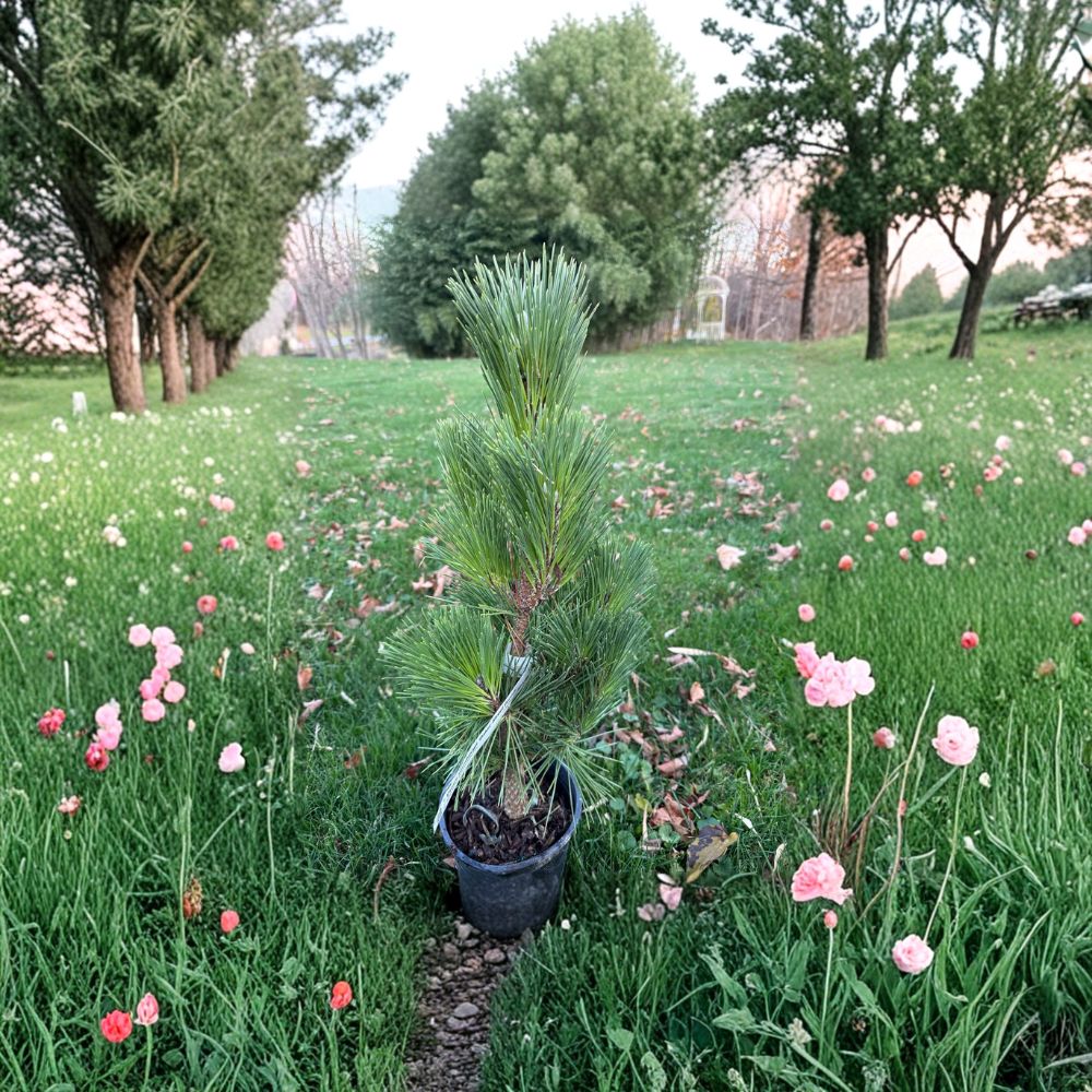 Baker Street Broom Japanese Black Pine – 12 Inch Tall Live Dwarf Evergreen Conifer in 1 Gallon Pot