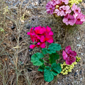 Hot Pink Orange Center Geranium Cutting – Pelargonium Zonal | 6 Inch Live Cutting