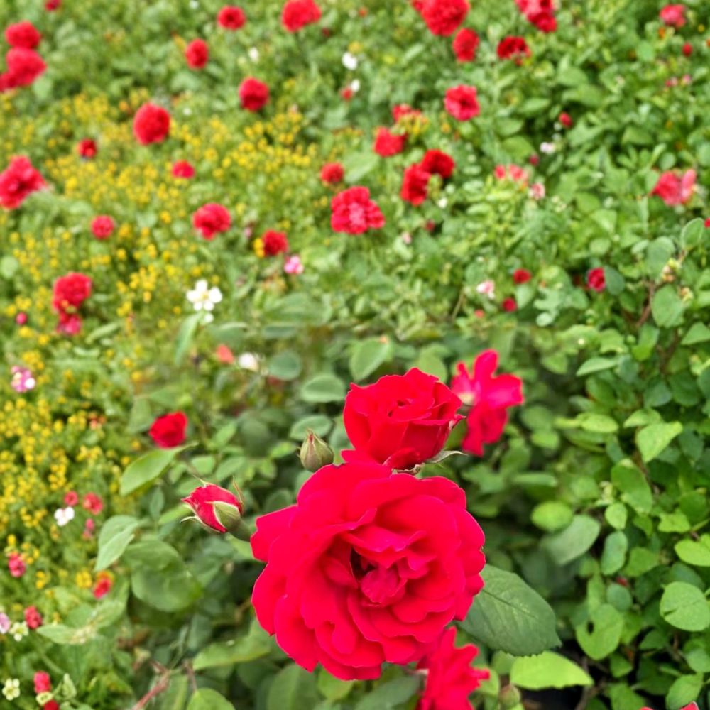 Blaze Climbing Rose – Rosa Live Climbing Rose with Brilliant Red Blooms in Nursery Pot