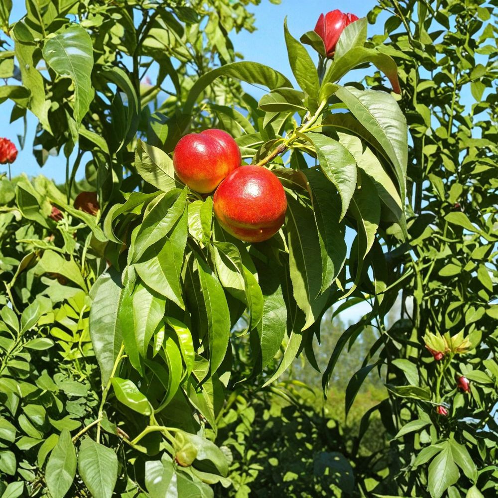 Red Gold Nectarine Tree – Grafted Live Fruit Tree | Sweet Freestone Nectarine | Zones 5–8