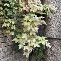 Esk Sunset Maple - Acer pseudoplatanus ‘Esk Sunset’ | Rare Variegated Sycamore Maple Tree | 30-40 Inches Tall