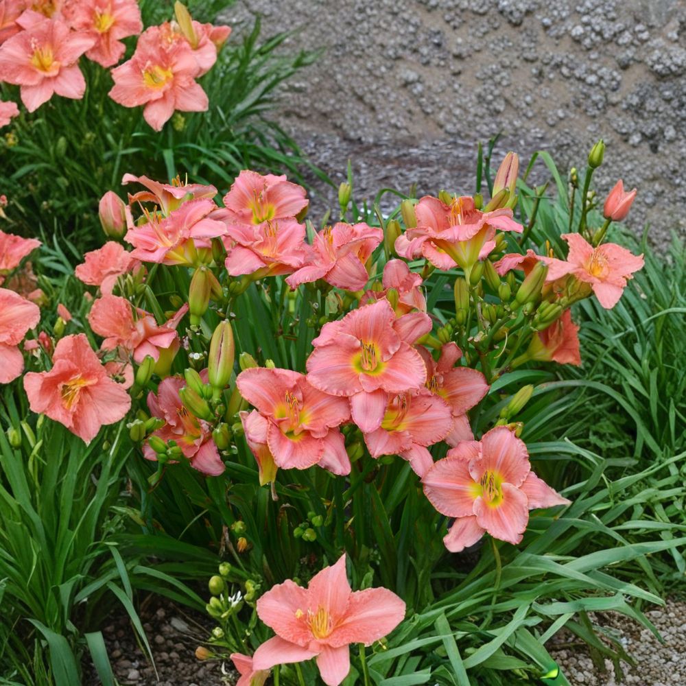 Scottish Fantasy Daylily - 3 Live Bare Root Plants | Coral Pink Fragrant Perennial