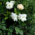 Heirloom Gardenia Plant – Gardenia jasminoides Live Shrub | 1 Ft Starter Bare Root | Fragrant White Cape Jasmine