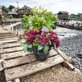 Rhododendron ‘Black Widow’ Live Evergreen Shrub | Dark Maroon Blooms | Compact Hardy Rhododendron