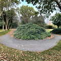 Maryland Dwarf American Holly - Compact Evergreen Shrub in 1 Gallon Pot