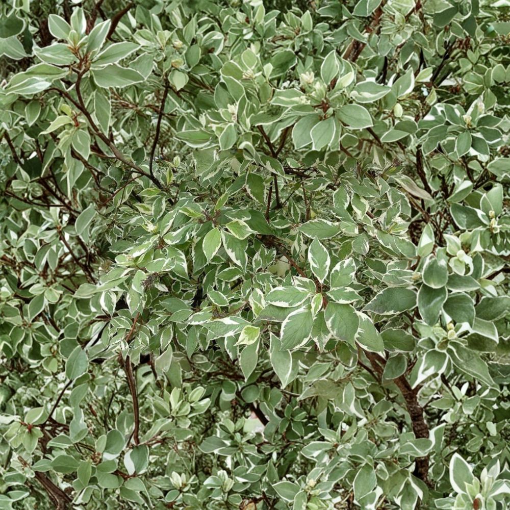 Cornus alba ‘Ivory Halo’ – Variegated Red Twig Dogwood in #2 Container
