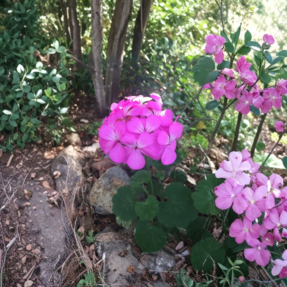 Purple Pink Zonal Geranium Cuttings – 12 Fresh 6 Inch Pelargonium Plants