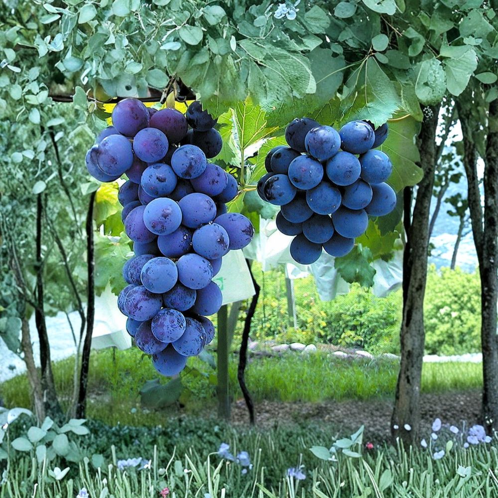 Japanese Kyoho Grape Plant – Vitis vinifera Live Vine in Nursery Pot | Premium Giant Sweet Table Grape