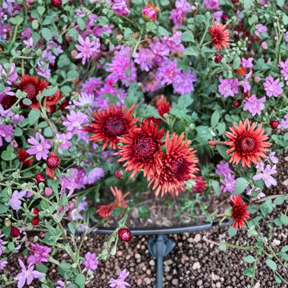 2-Pack Autumn Ruby Chrysanthemum Plants | Deep Red Perennial Garden Mums in Nursery Pots