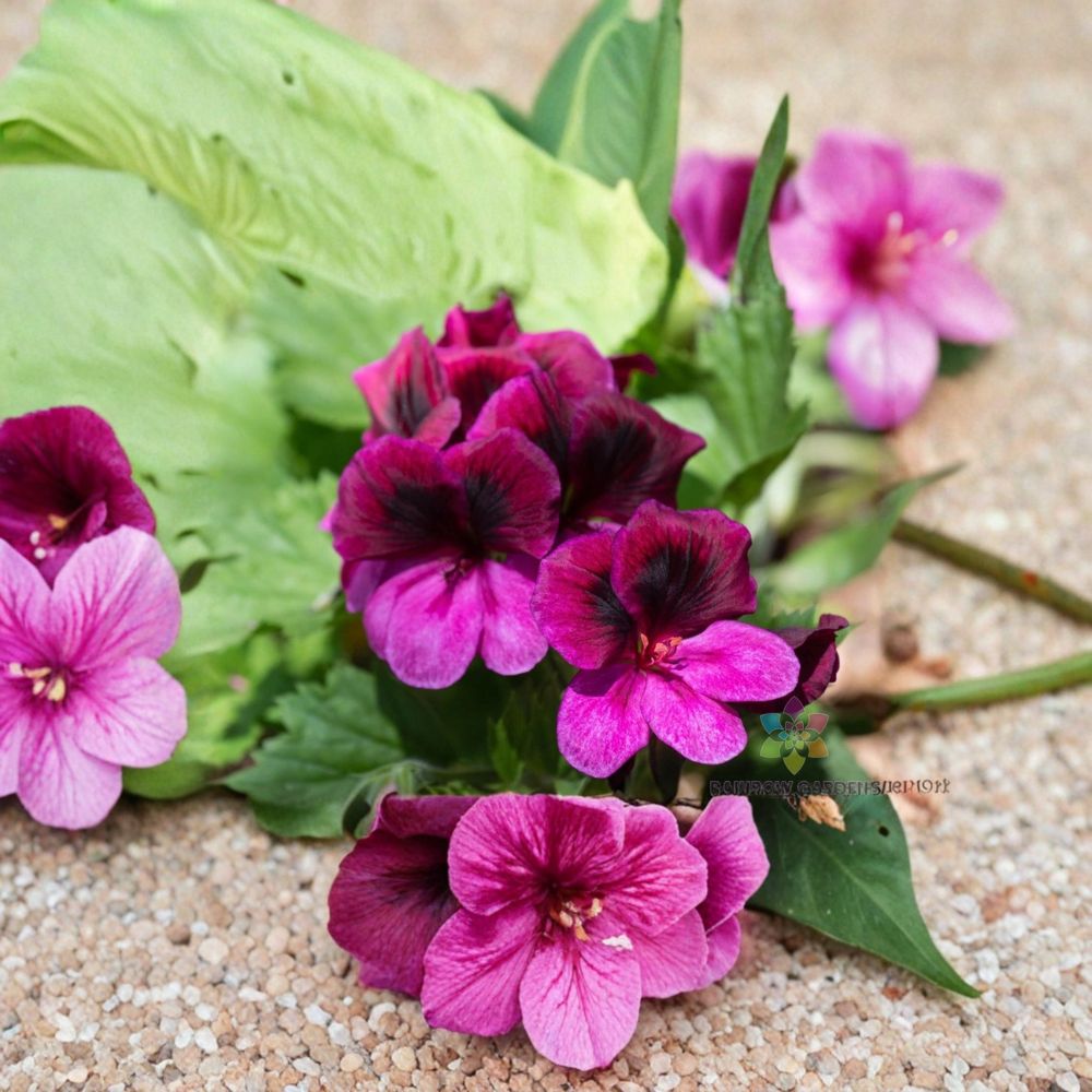 Martha Washington Geranium Seeds – Regal Pelargonium | 25+ Seeds for Container & Patio Plants