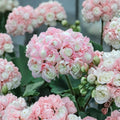 Appleblossom Geranium Seeds – Pelargonium | 15 Seeds | Soft Pink Blooms | Easy Grow Flower Garden & Container Plant
