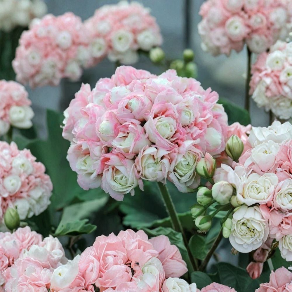 Appleblossom Geranium Seeds – Pelargonium | 15 Seeds | Soft Pink Blooms | Easy Grow Flower Garden & Container Plant