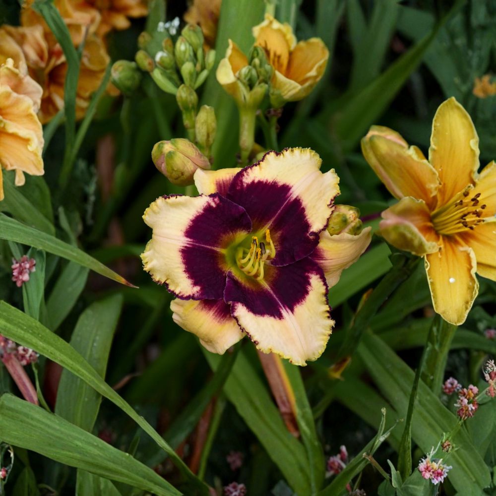 Blackthorne Daylily - 3 Live Bare Root Plants | Cream and Purple Hemerocallis Perennial