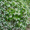 Star Jasmine Cuttings – Trachelospermum jasminoides | 5 Unrooted Cuttings | Fragrant Evergreen Vine