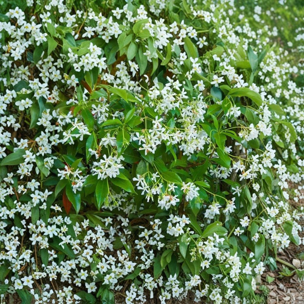 Star Jasmine Cuttings – Trachelospermum jasminoides | 5 Unrooted Cuttings | Fragrant Evergreen Vine